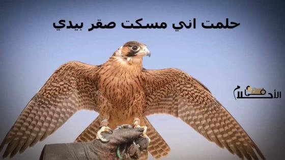 حلمت اني مسكت صقر بيدي