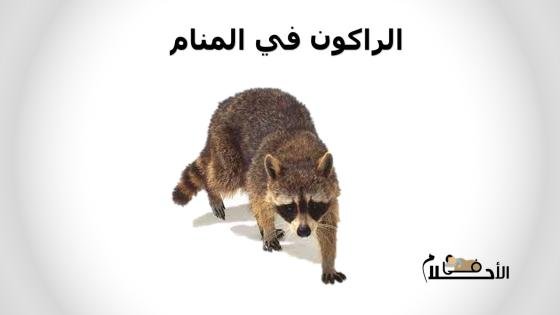 الراكون في المنام
