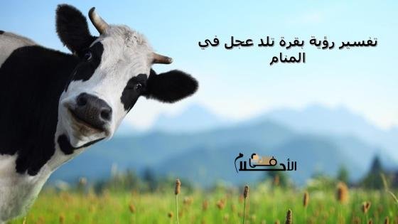 تفسير رؤية بقرة تلد عجل في المنام