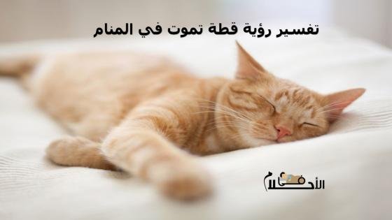 تفسير رؤية قطة تموت في المنام